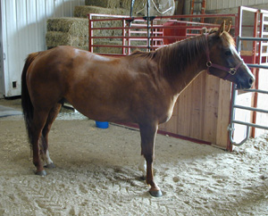 Miss Zipped N Barred